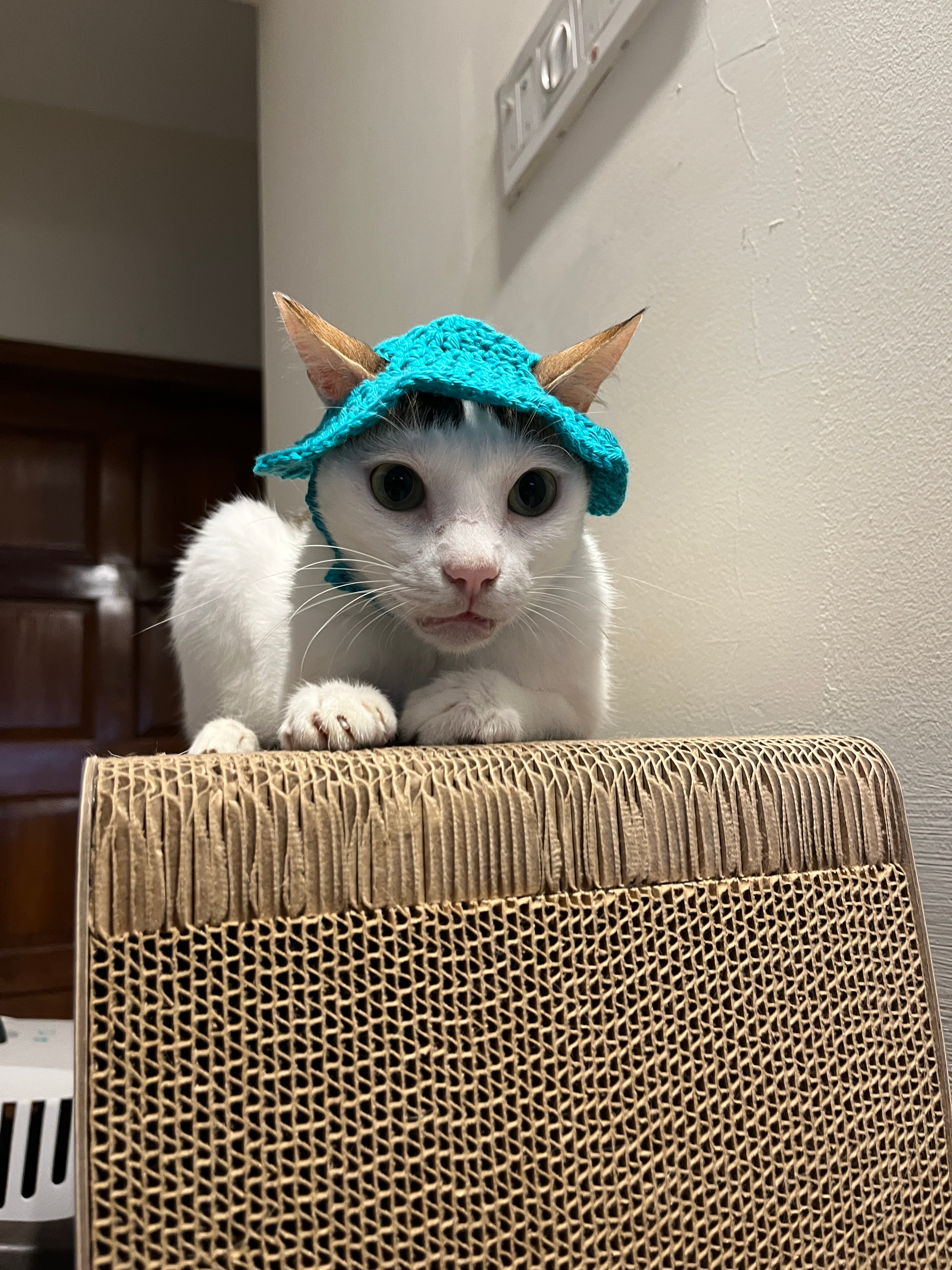 Naram Hand Knitted and Crocheted Pet Cap